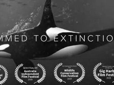 Saving orcas, freeing rivers